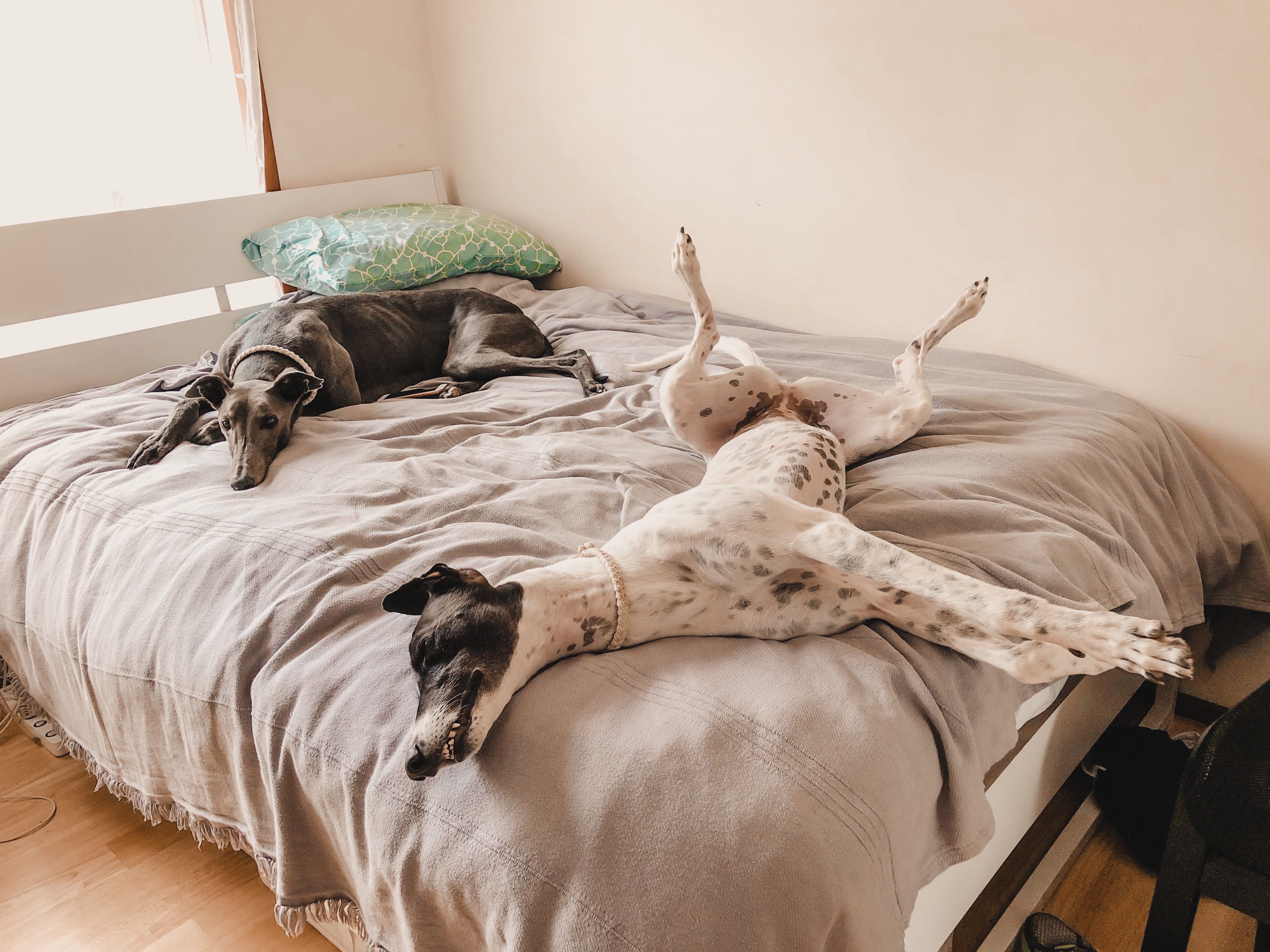 greyhounds roaching on bed